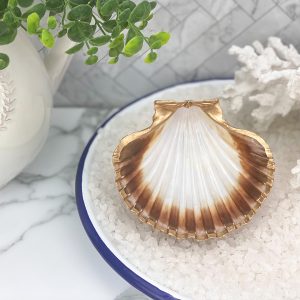natural scallop shell trinket dish